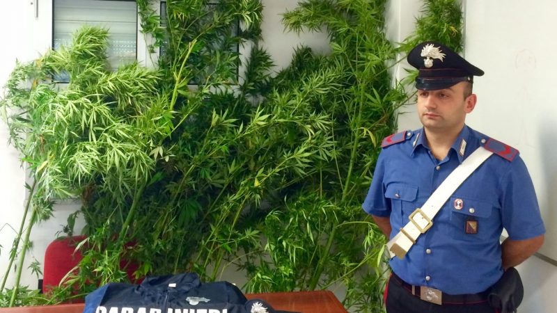 Marijuana e armi tra i vitigni di Gaglioppo