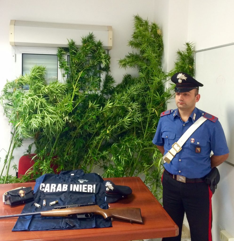 Marijuana e armi tra i vitigni di Gaglioppo