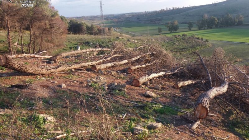 Tagliata area di una pineta senza autorizzazione