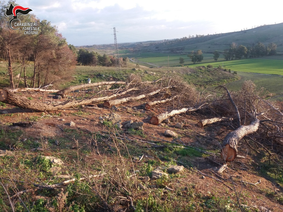 Tagliata area di una pineta senza autorizzazione