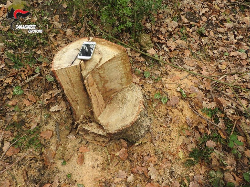 Sorpresi a rubare legna, 3 arresti