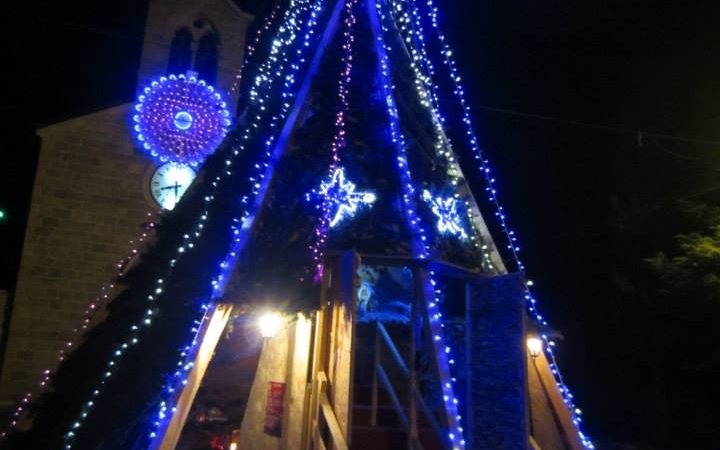 Un albero davvero particolare