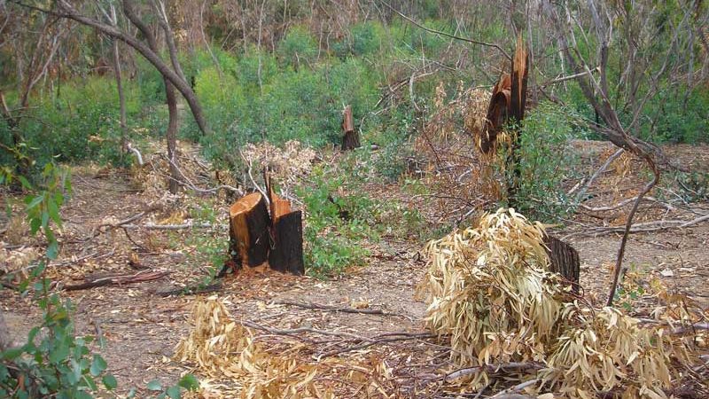 SVENTATO FURTO DI LEGNA DA UN RIMBOSCHIMENTO A CROTONE