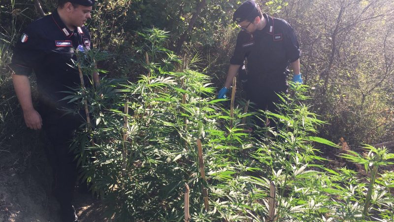 I carabinieri di Cirò arrestano giovane per coltivazione di marijuana