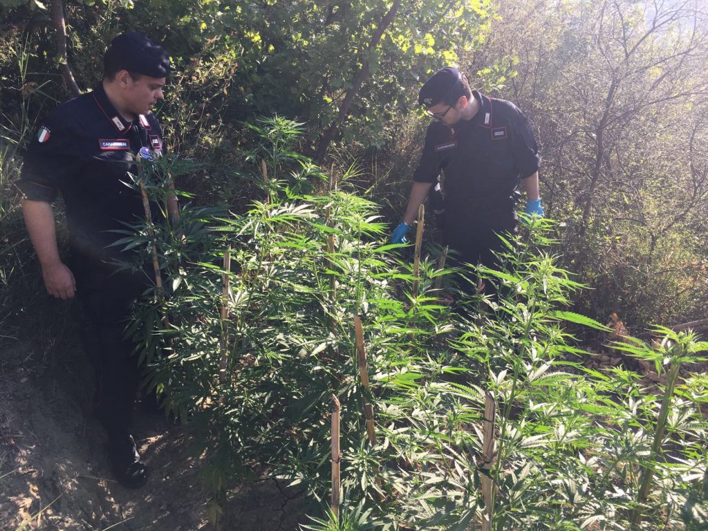 I carabinieri di Cirò arrestano giovane per coltivazione di marijuana
  