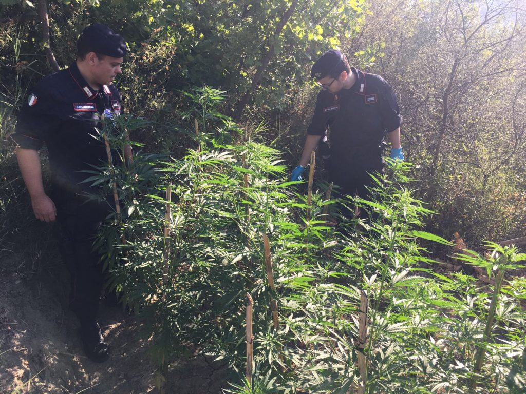 I carabinieri di Cirò arrestano giovane per coltivazione di marijuana