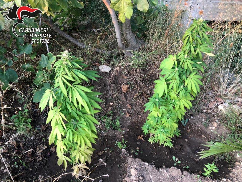 Sequestrate 15 piante di canapa indiana dai Carabinieri forestali