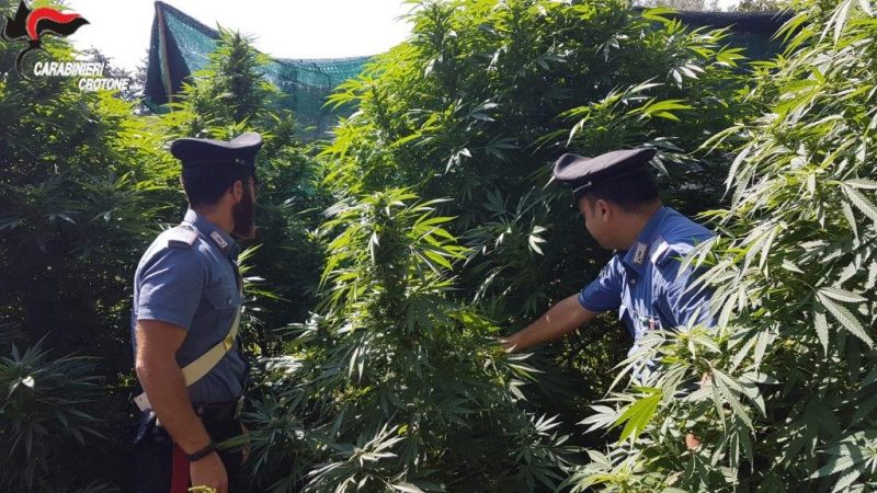 Coltivazione di marijuana, un arresto a Mesoraca