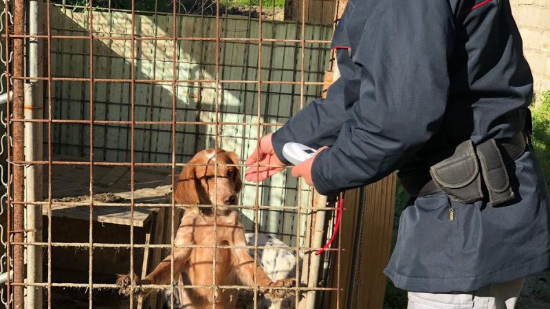 Denunciate due persone per maltrattamento animali