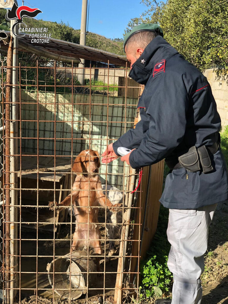 Denunciate due persone per maltrattamento animali
  