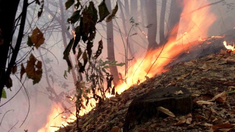 Petilia Policastro. Incendio in località san Vincenzo