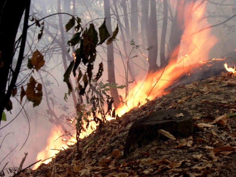 Petilia Policastro. Incendio in località san Vincenzo
  