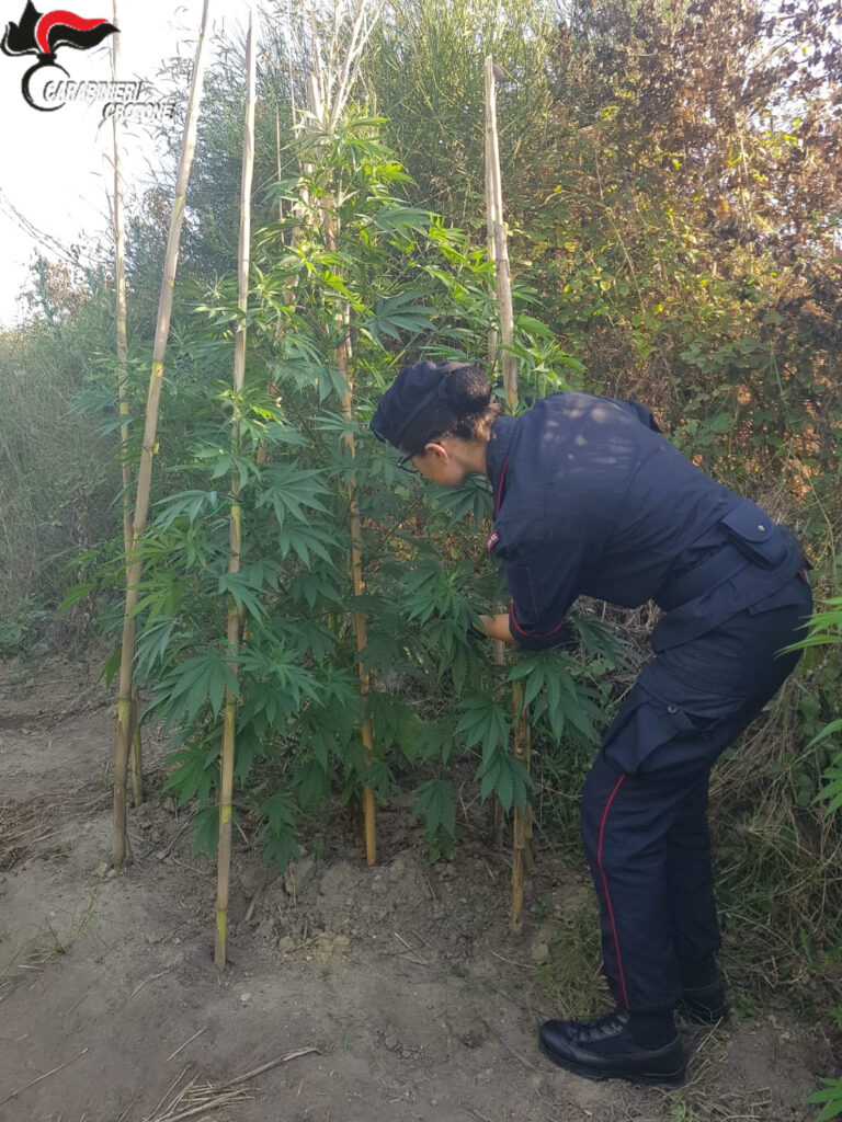 Piantagione di canapa a Papanice; trovate 250 piante