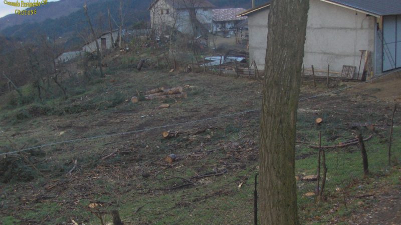 COTRONEI: AUTORIZZATO PER ABBATTERE 12 PINI, NE ABBATTE 35