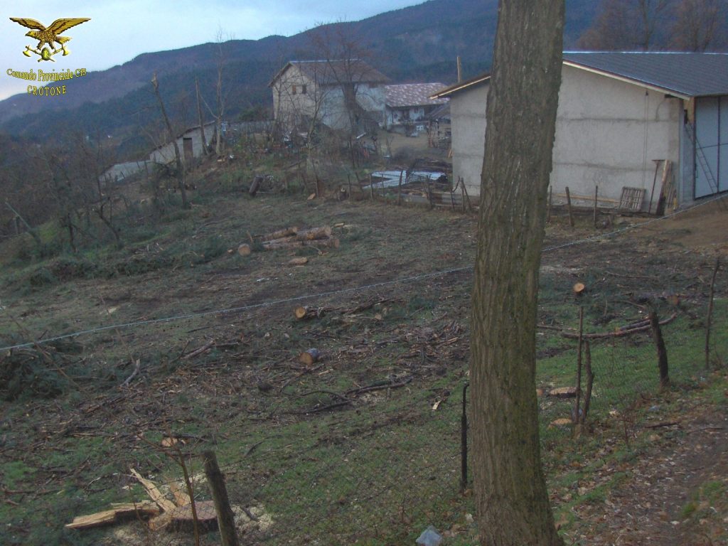 COTRONEI: AUTORIZZATO PER ABBATTERE 12 PINI, NE ABBATTE 35