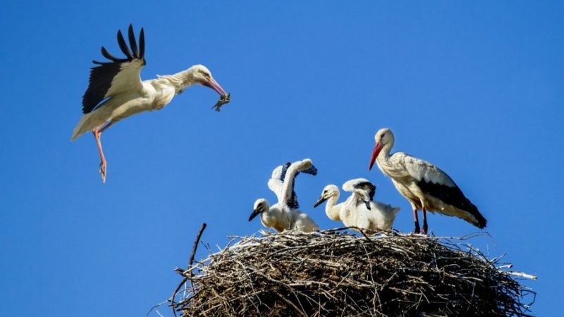 Lipu ed Enel insieme per tutelare la cicogna bianca