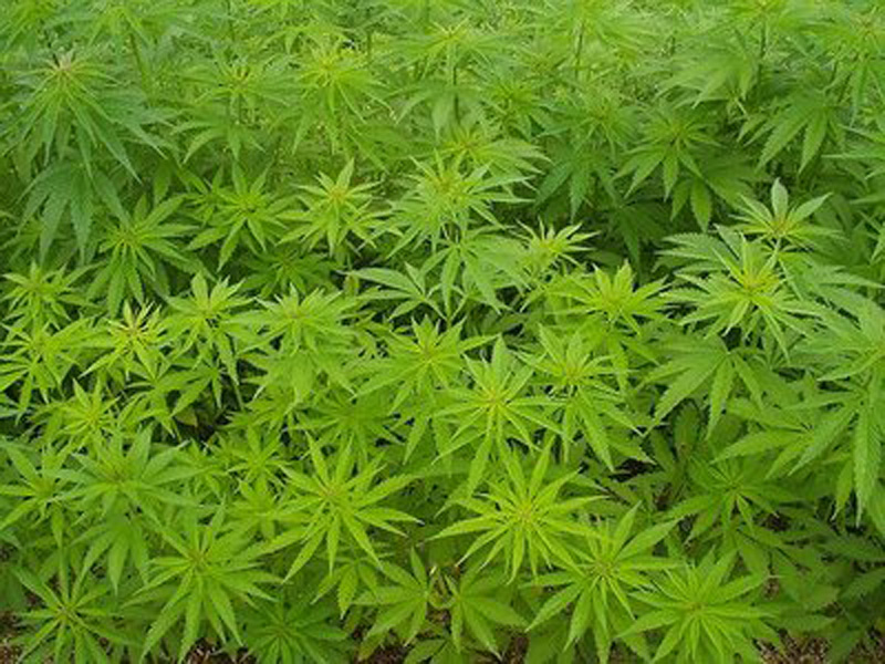 Rosarno (RC): scoperta ‘un’azienda’ per produzione di marijuana
  