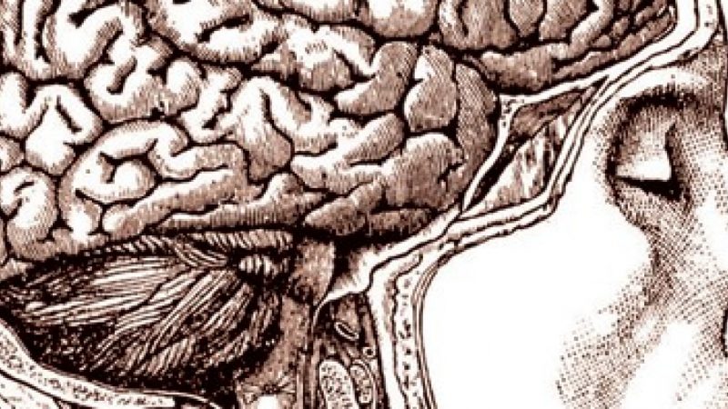 Settimana mondiale del cervello dal 13 al 19 marzo. Screening gratuiti presso il Centro Turano a Crotone