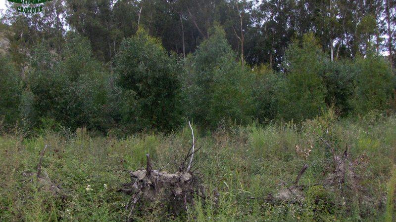Petilia: estirpato illegalmente un bosco di Eucaliptus