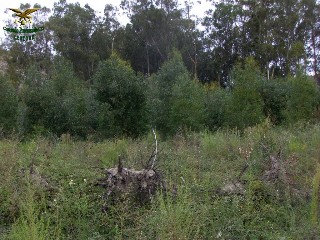 Petilia: estirpato illegalmente un bosco di Eucaliptus
