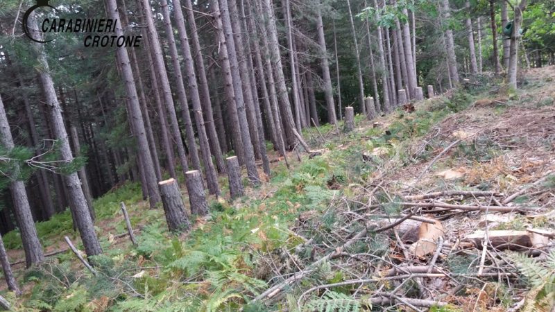 In località Fratta 62 alberi abbattuti illegalmente