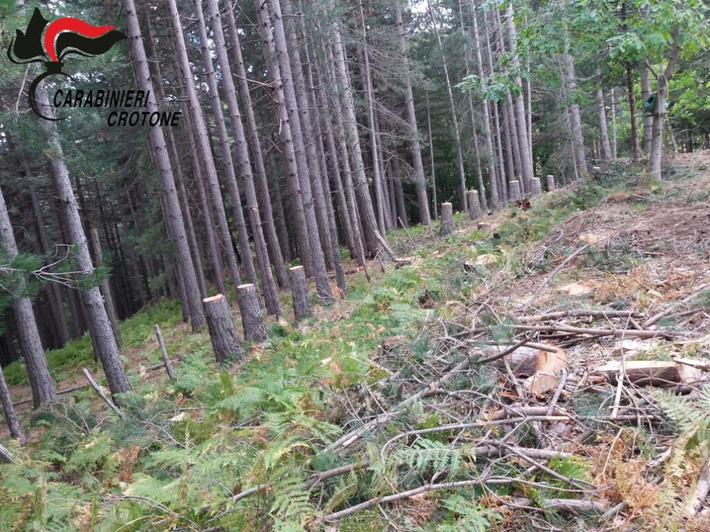 In località Fratta 62 alberi abbattuti illegalmente