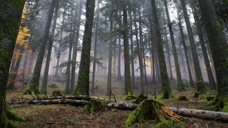 DECINE DI PIANTE DI ALTO FUSTO DI PINO E ONTANO BRUTALMENTE TAGLIATI IN LOC. MENTICELLA DI PETILIA POLICASTRO