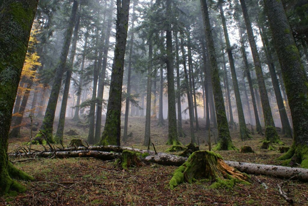 Tutela degli Alberi Monumentali nel Parco Nazionale della Sila