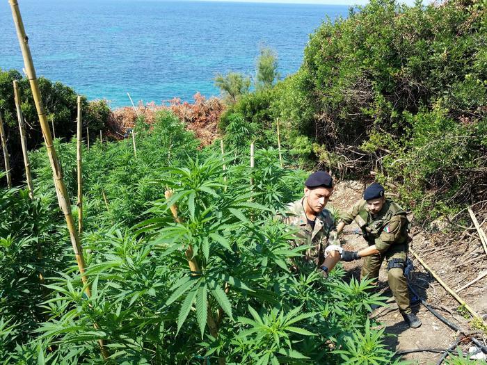 Scoperta piantagione di marijuana