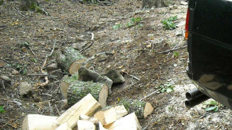 PETILIA POLICASTRO: DENUNCIATO UN UOMO SORPRESO A DEPEZZARE UN ALBERO NEL DEMANIO REGIONALE