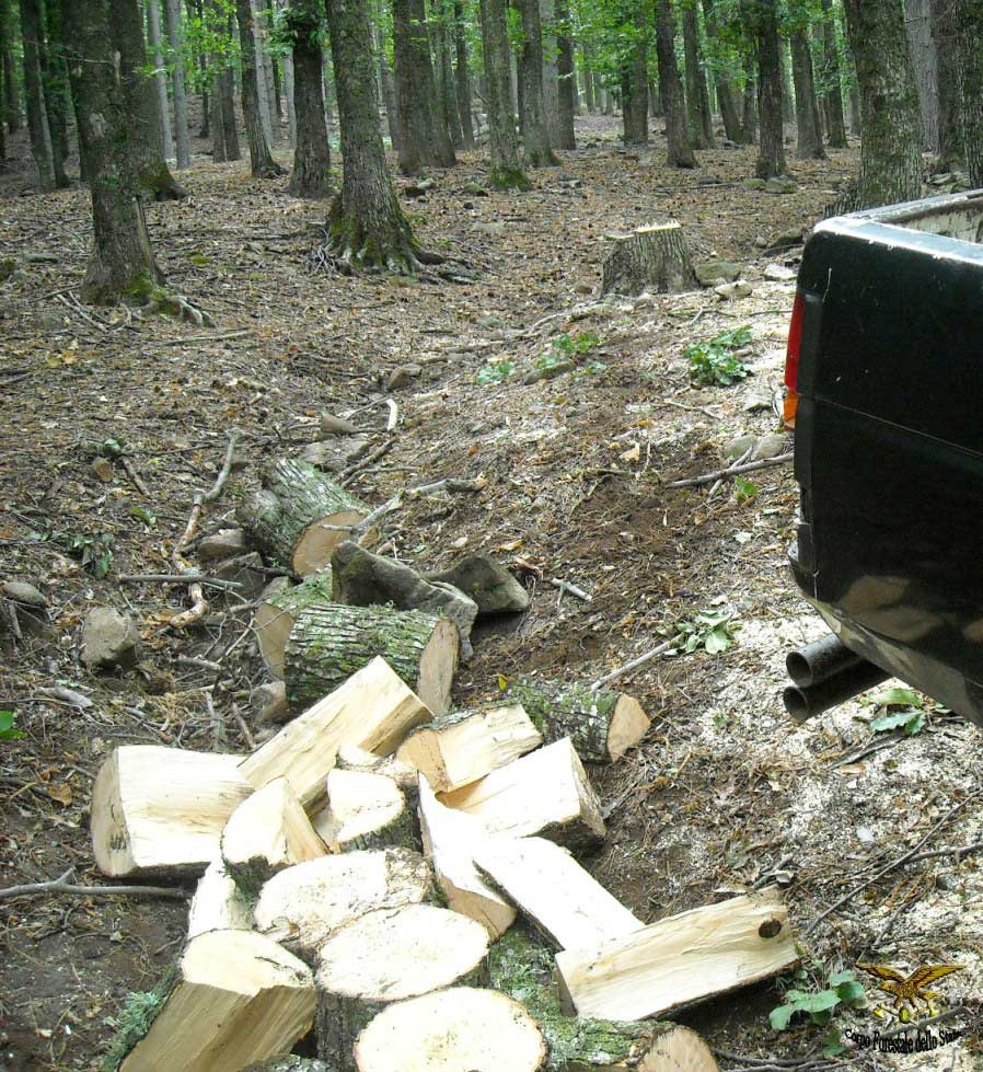 PETILIA POLICASTRO: DENUNCIATO UN UOMO SORPRESO A DEPEZZARE UN ALBERO NEL DEMANIO REGIONALE