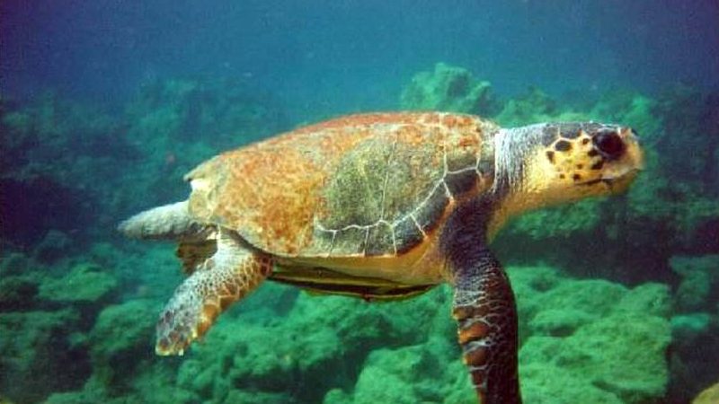 Riprende a nuotare libera in mare la tartaruga Federica