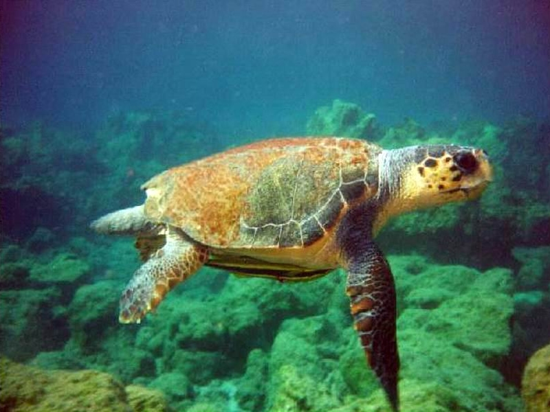 Riprende a nuotare libera in mare la tartaruga Federica
