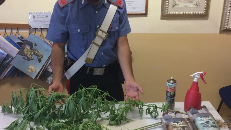 I Carabinieri sequestrano alcune piante di cannabis occultate in una pineta