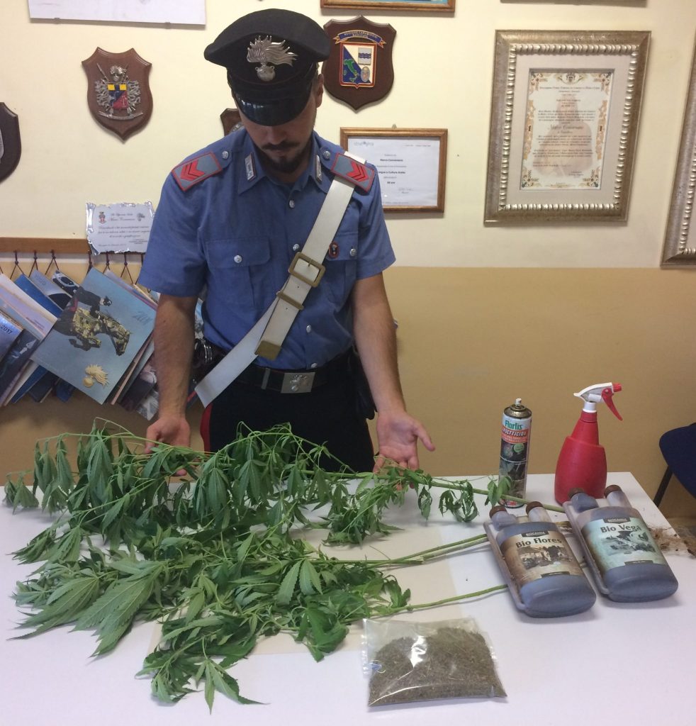 I Carabinieri sequestrano alcune piante di cannabis occultate in una pineta
  
