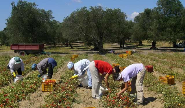 Caporalato, braccianti percepivano meno di 3 euro l’ora