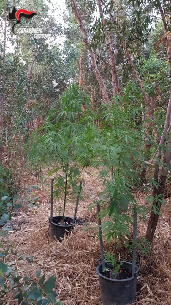 Annaffiava marijuana, arrestato