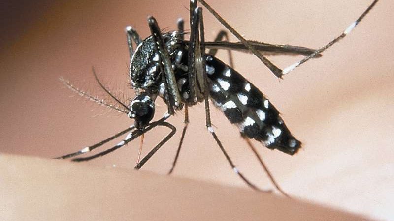 Allarme zanzare anche nella provincia di Crotone