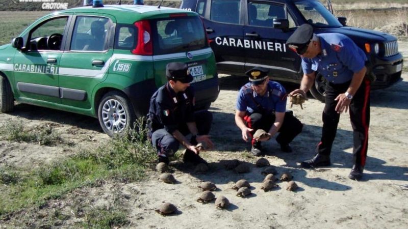 Detiene illegalmente 47 tartarughe di specie protetta: denunciato