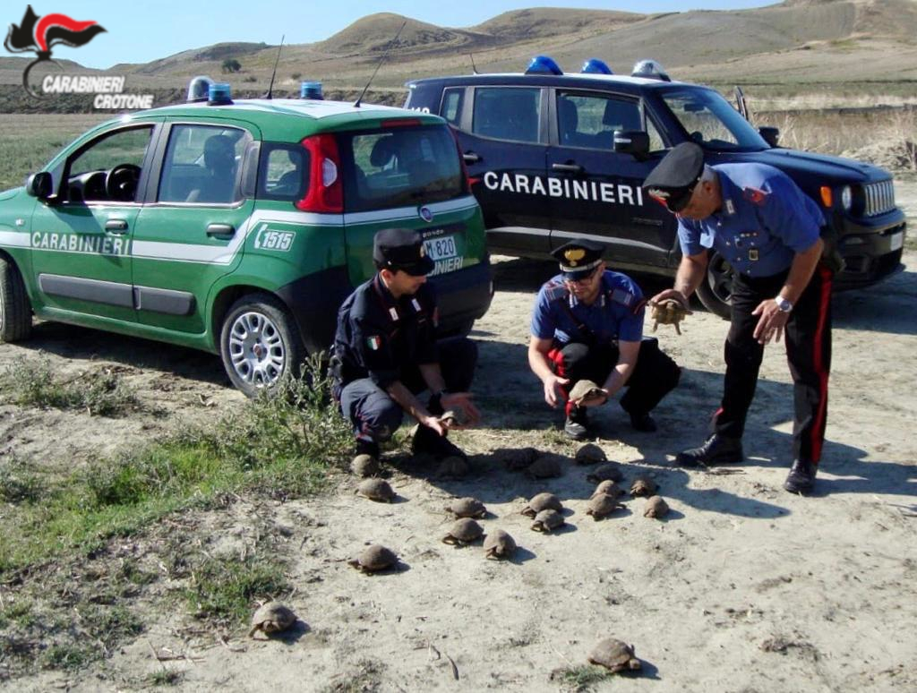 Detiene illegalmente 47 tartarughe di specie protetta: denunciato