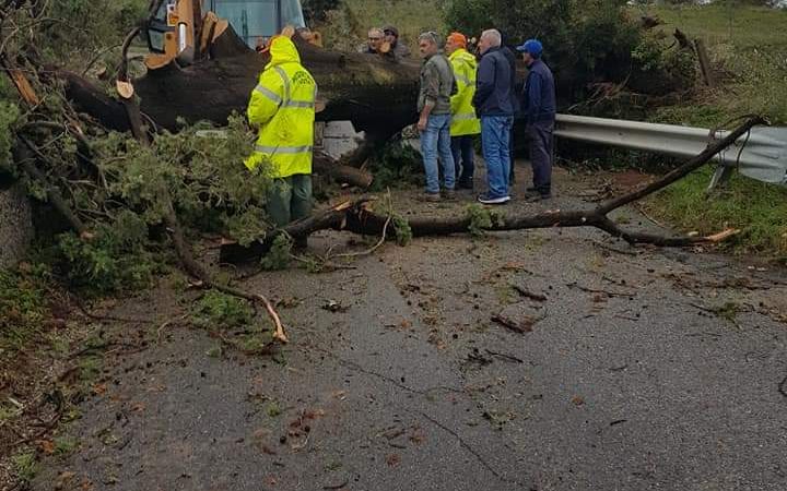 Alte precipitazioni nel bacino del Tacina, strade interrotte e alberi caduti