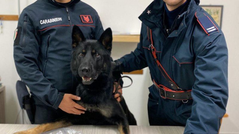 Trovato in possesso di 400gr di marijuana, arrestato