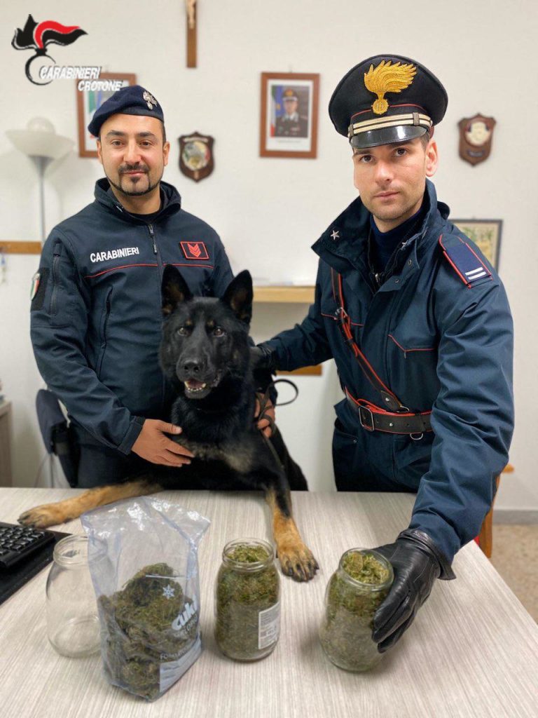 Trovato in possesso di 400gr di marijuana, arrestato