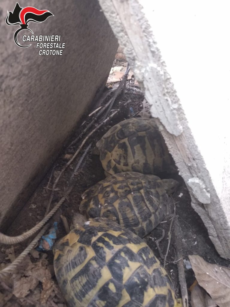 Trovate tartarughe tenute illegalmente