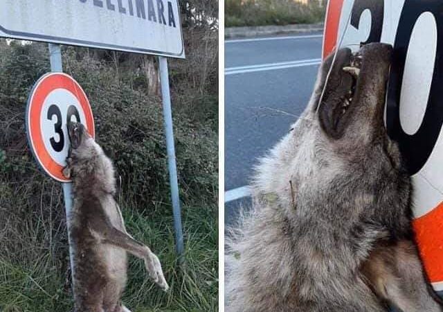 Lupo impiccato a Marcellinara