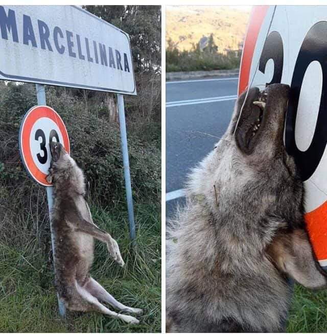 Lupo impiccato a Marcellinara
  