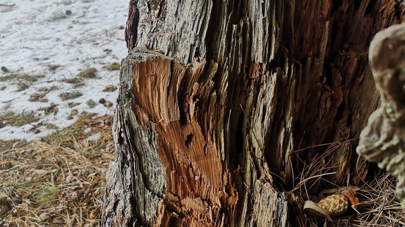 Villaggio Principe: commesso ennessimo atto vandalico contro gli alberi