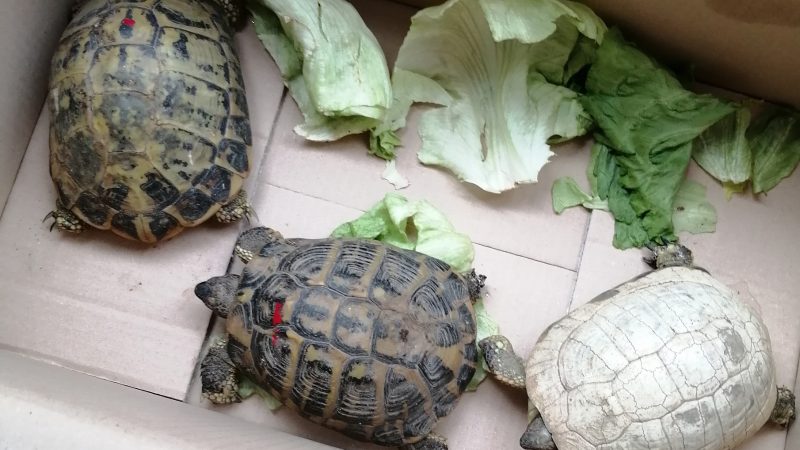 Detenzione illegale di tartarughe e vipere