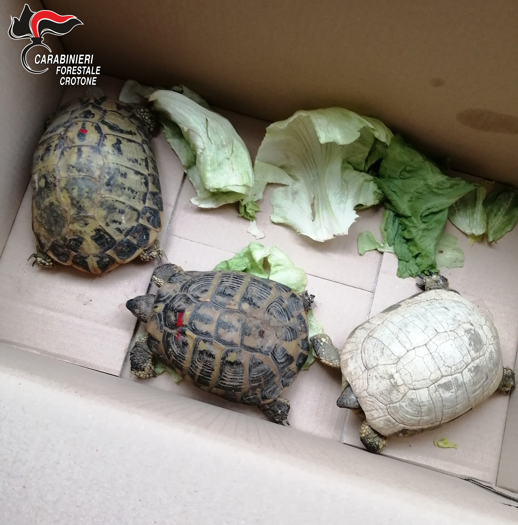 Detenzione illegale di tartarughe e vipere
  