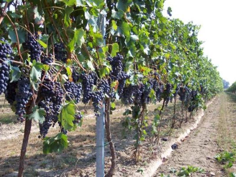 Incontro regionale tra l’assessore Gallo e i rappresentanti del settore vitivinicolo